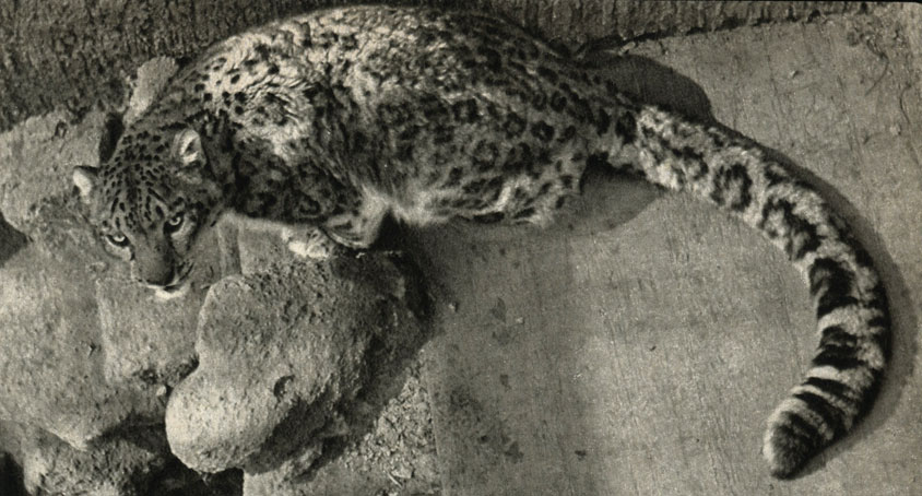 ,     (Panthera uncia)