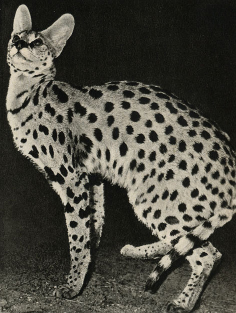  (Felis serval)