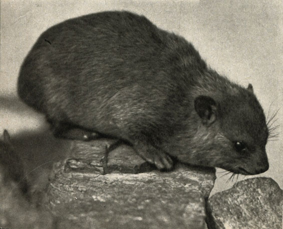  ,   (Procavia syriaca)