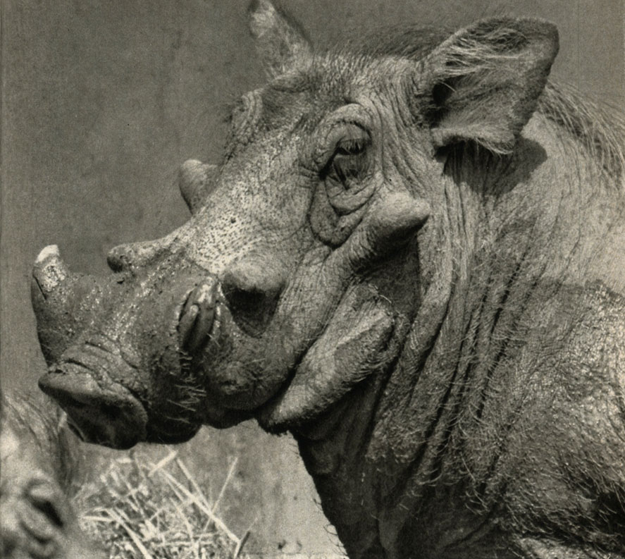  (Phacochoerus aethiopicus)
