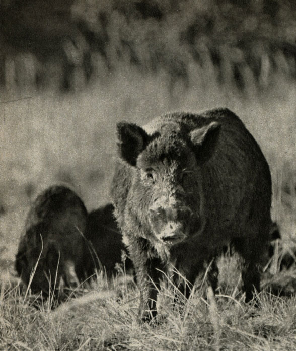    (Sus scrofa scrofa)