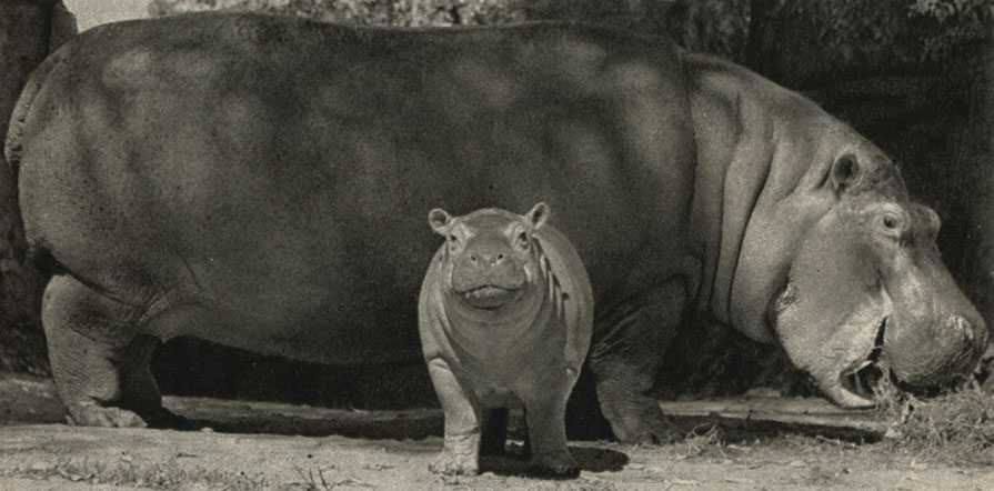  ,   (Hippopotamus amphibius)