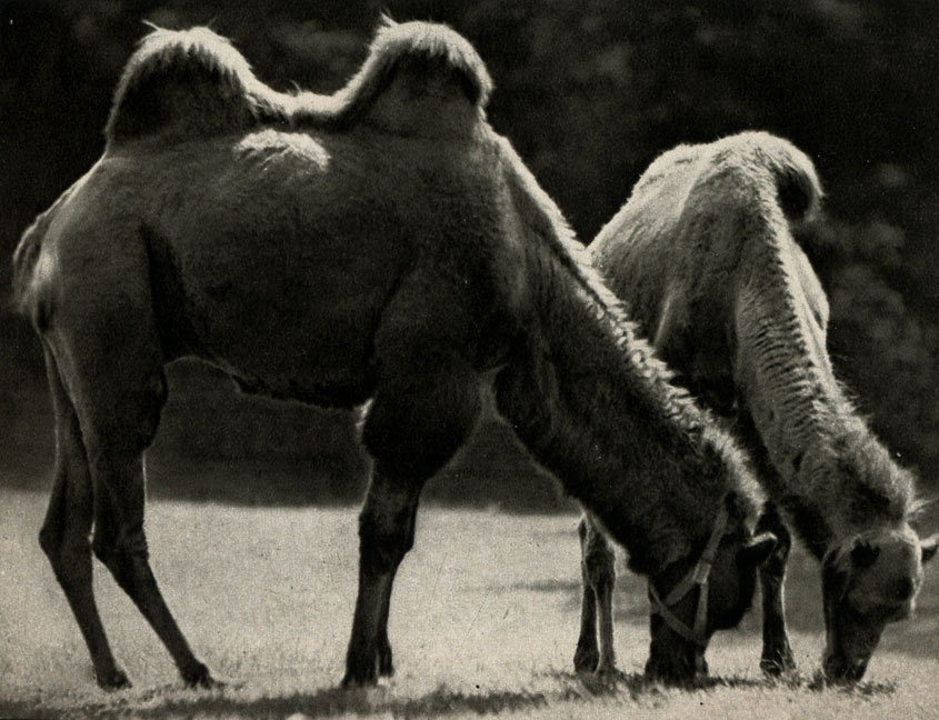   ,   (Camelus bactrianus)