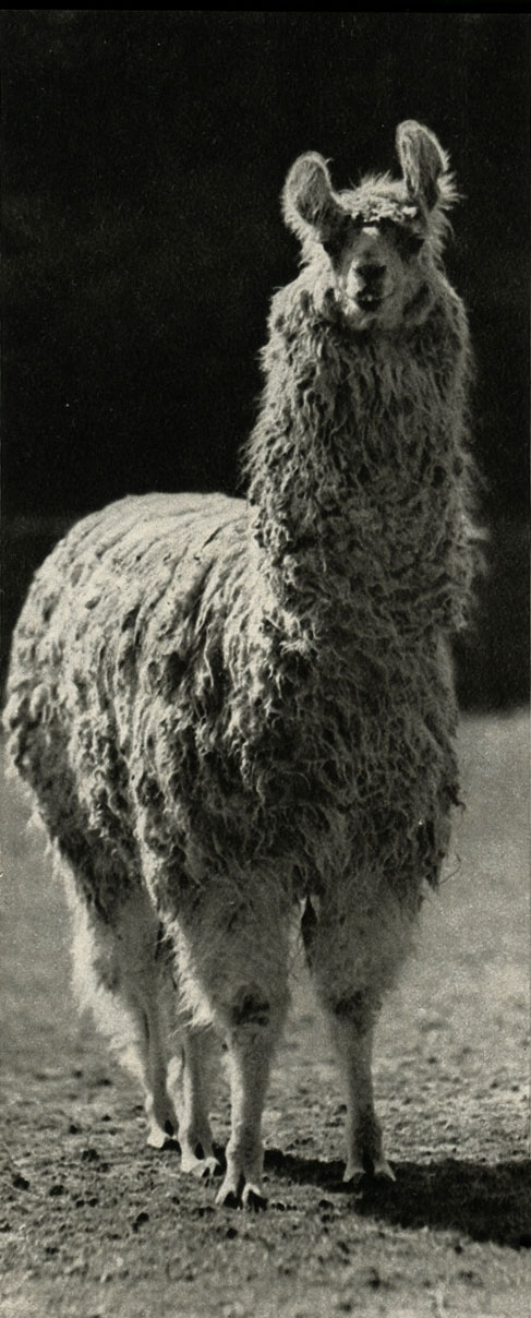   (Lama glama)