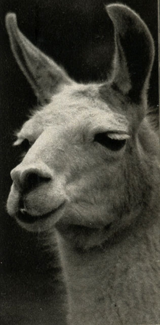   (Lama pacos)