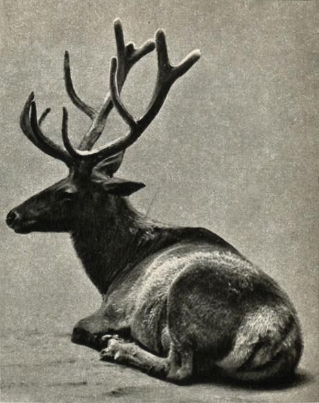  (Cervus elaphus sibiricus)