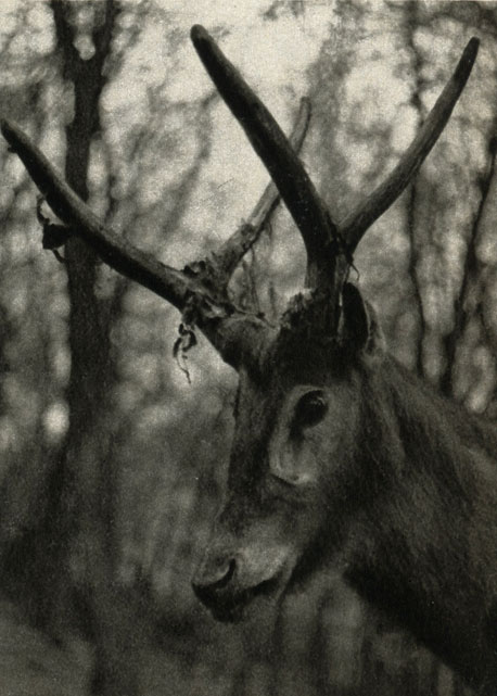  ,    (Elaphurus davidtanus)