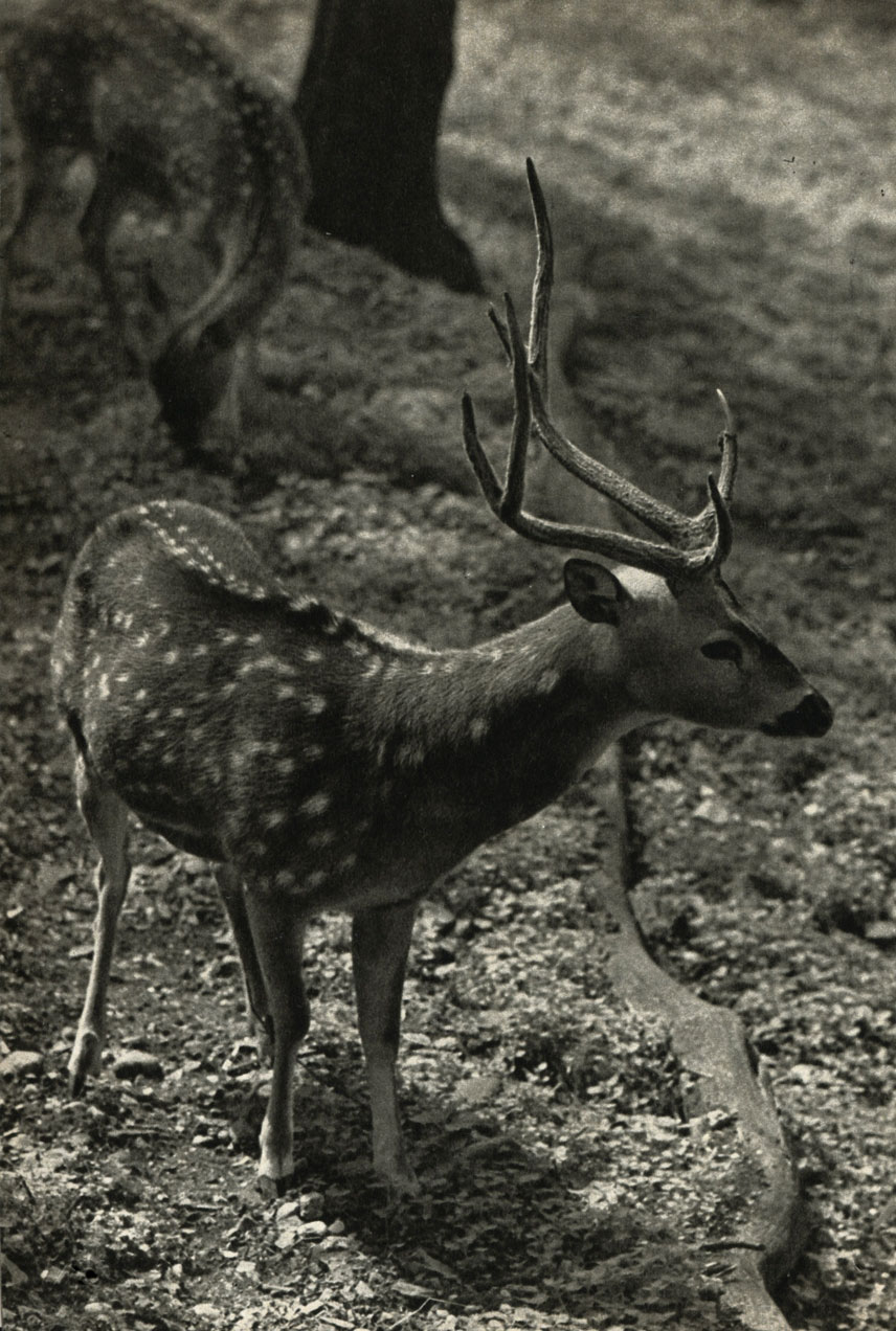   (Axis = Cervus axis)