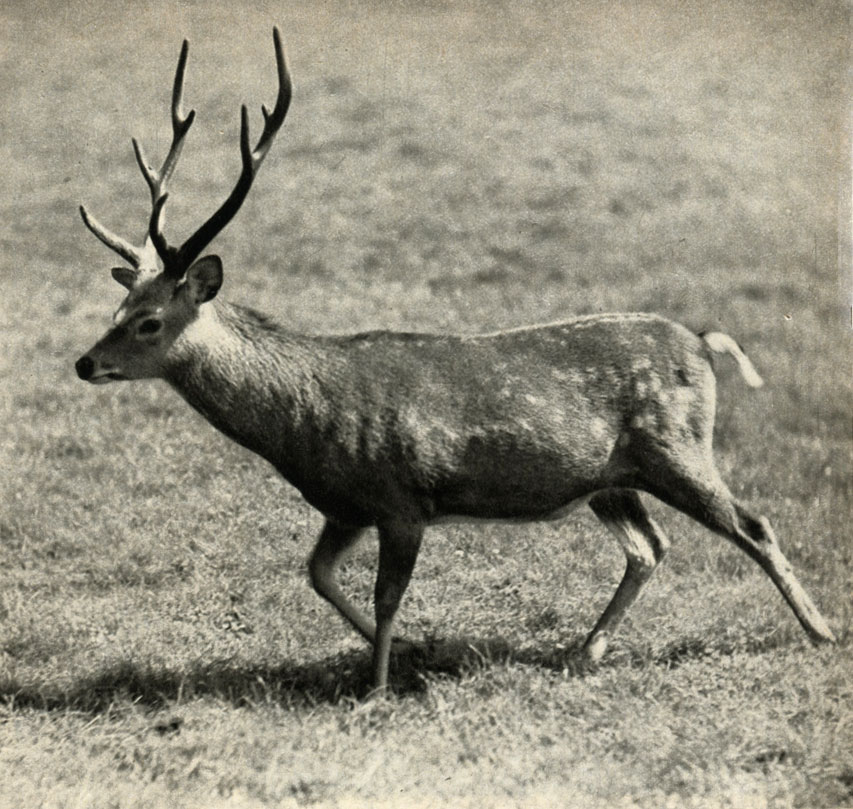   (Cervus nipport = Pseudaxis sica)