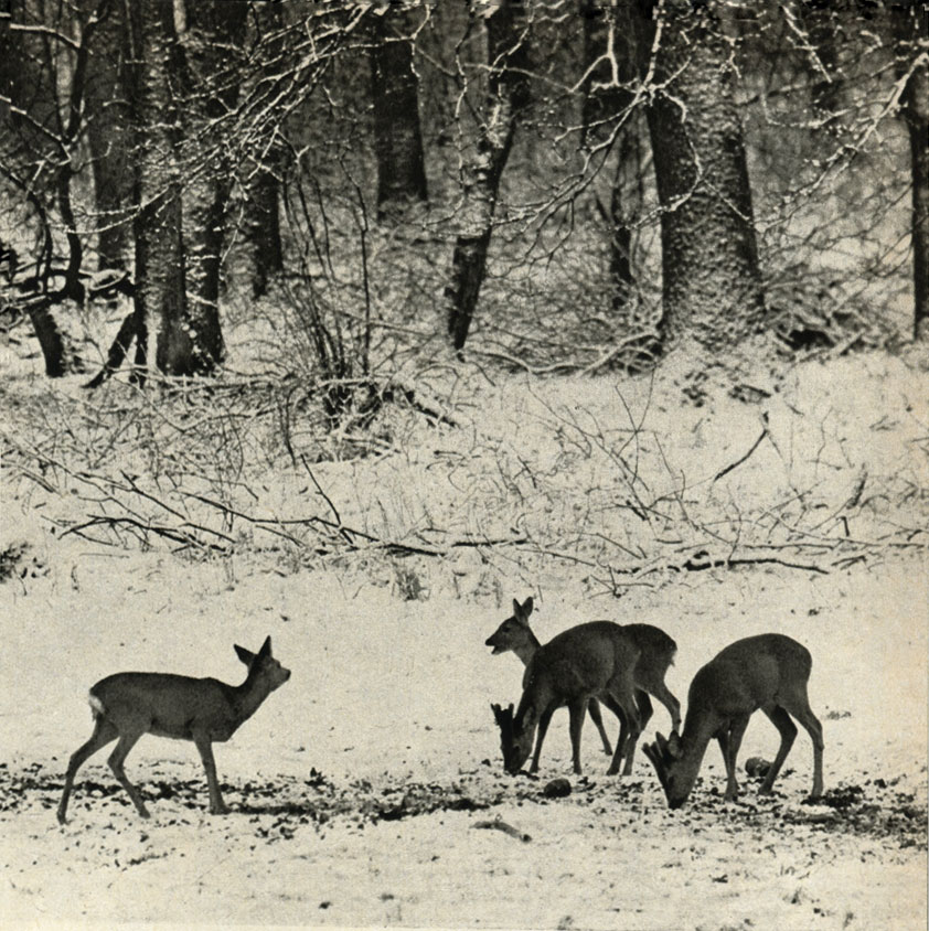  (Capreolus capreolus)