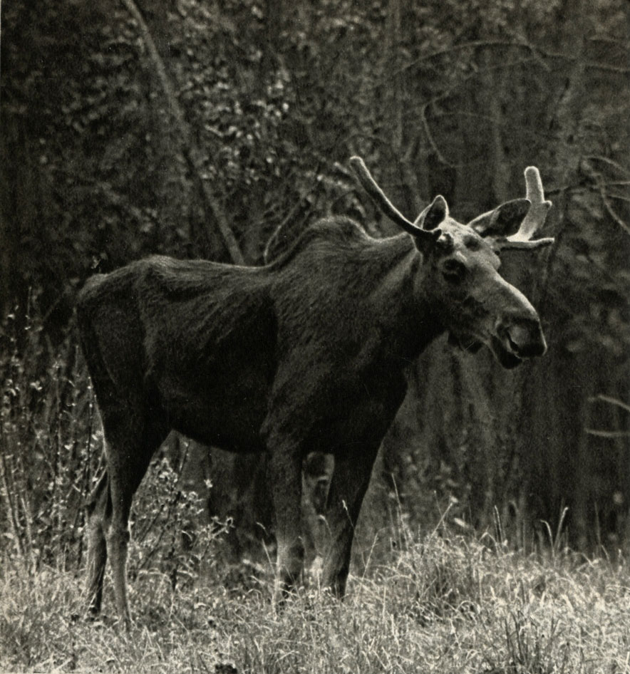,    (Alces alces)