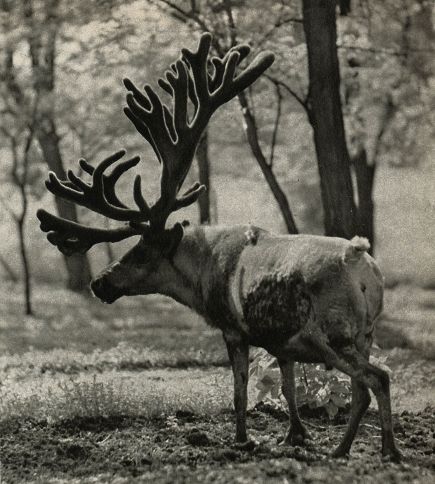  (Rangifer tarrandus)