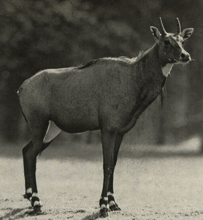  (Boselaphus tragocamelus)