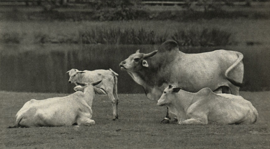  (Bos indicus)