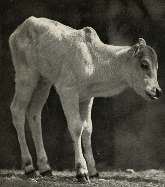    (Bos indicus)