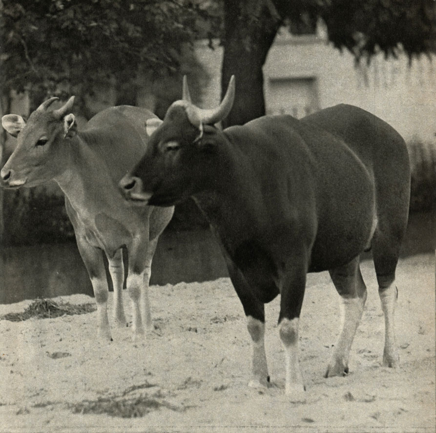  (Bos banteng)