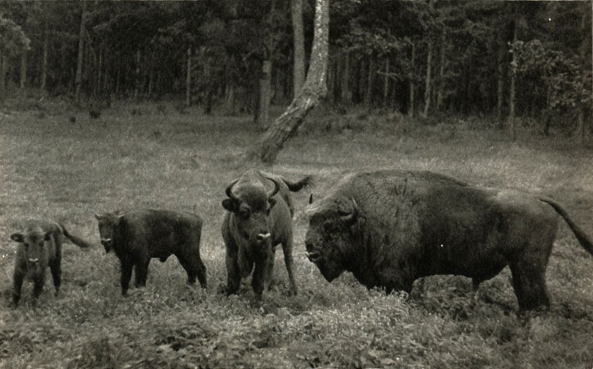  (Bison bonasus)
