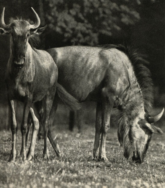   (nnchaetes taurinus)