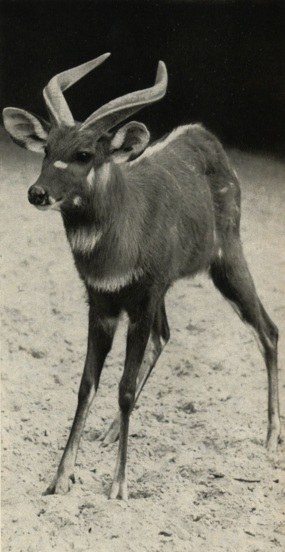  - (Tragelaphus spekei)