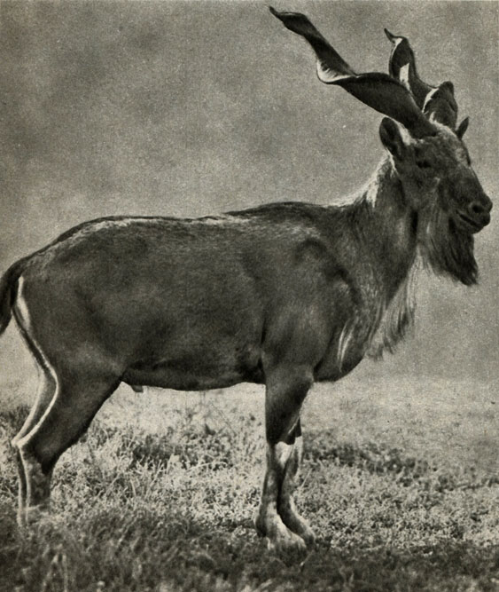  ,   (Capra falconeri)