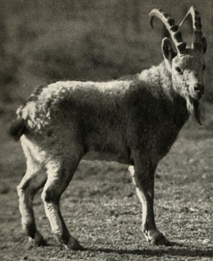     ,   (Capra sibirica)