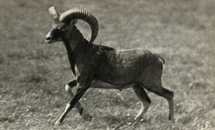  (Ovis musimori)