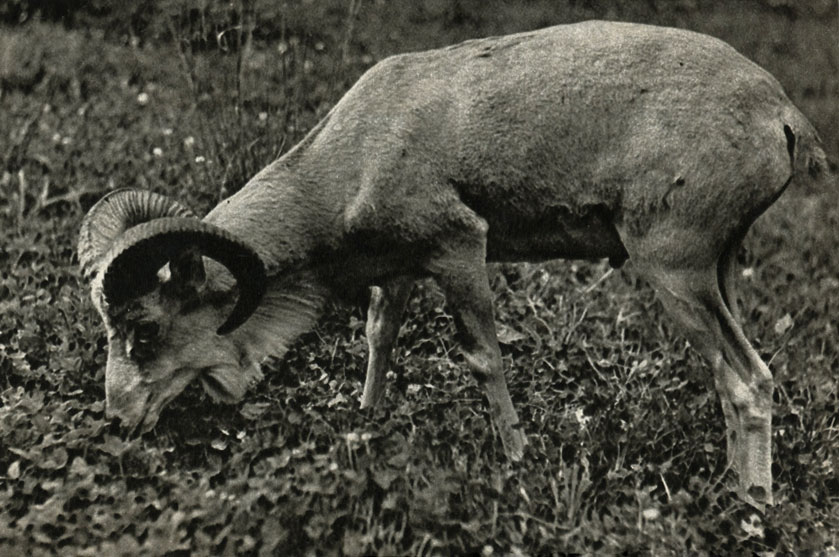  (Ovis vignei arkal)