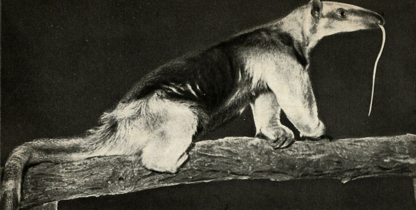   (Tamandua tetradactyla)