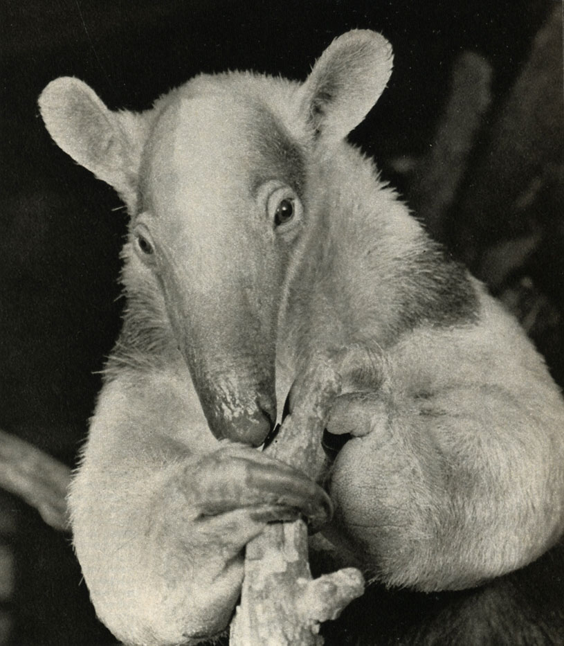   (Tamandua tetradactyla)