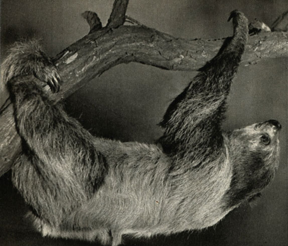    (holoepus didactylus)