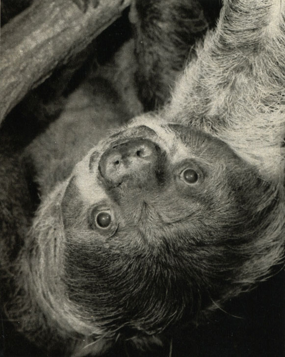    (holoepus didactylus)