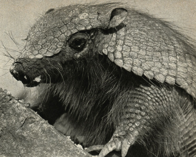   (Chaetophractus villosus)