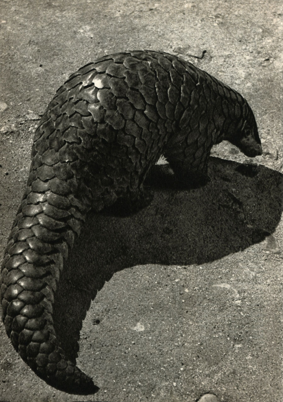   (Manis pentadactyla)