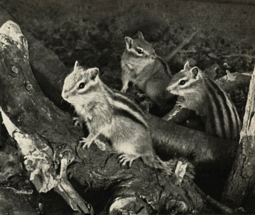  (Eutamias sibiricus)