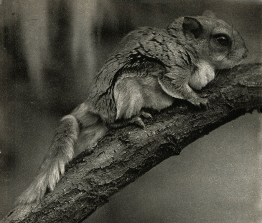   (Glaucomys volans)
