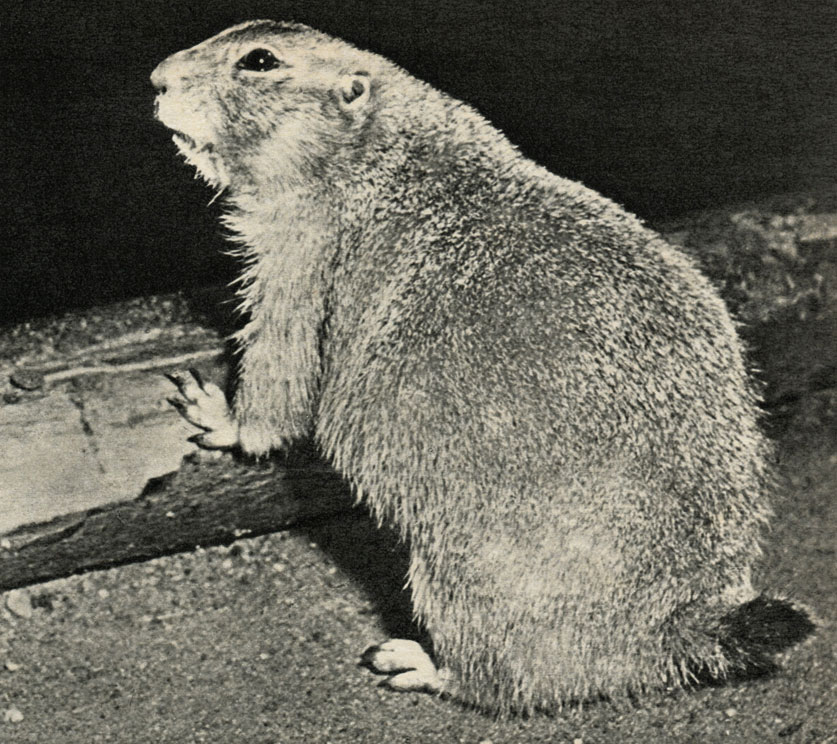    (Cynomys socialis)