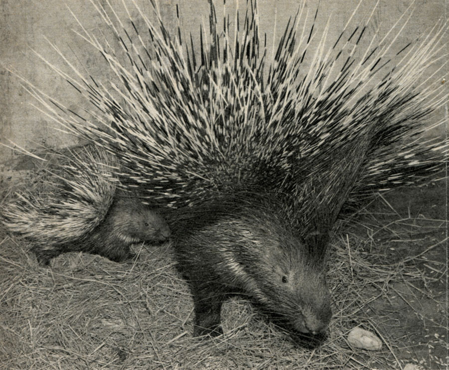 -  (strix hirsutirostris)