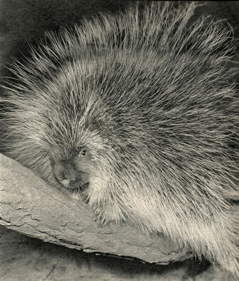  ,    (Erethizoon dorsatum)