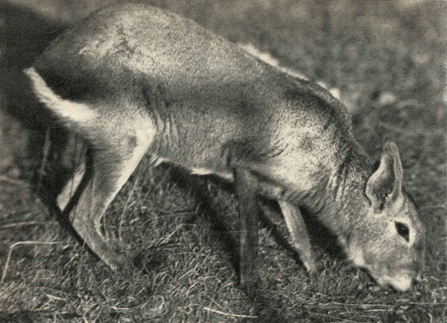  (Dolichotis patagonica)