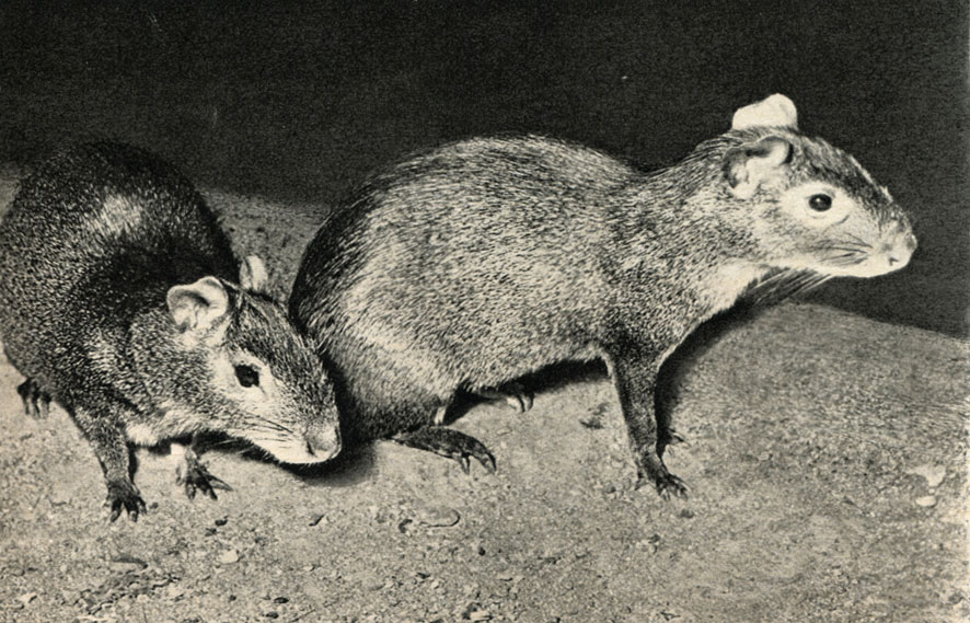  (Dasyprocta aguti)