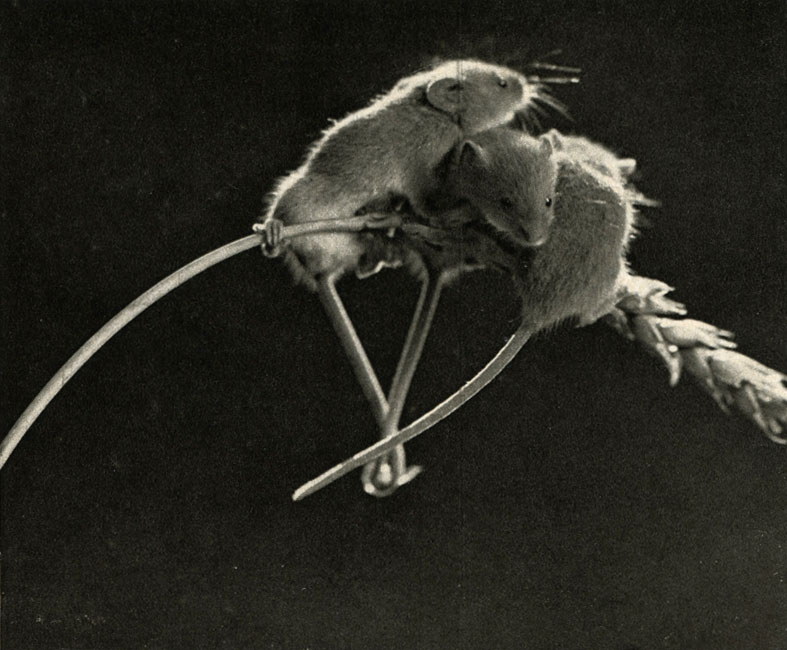 - (Micromys minutus)