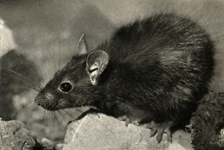   (Rattus rattus)