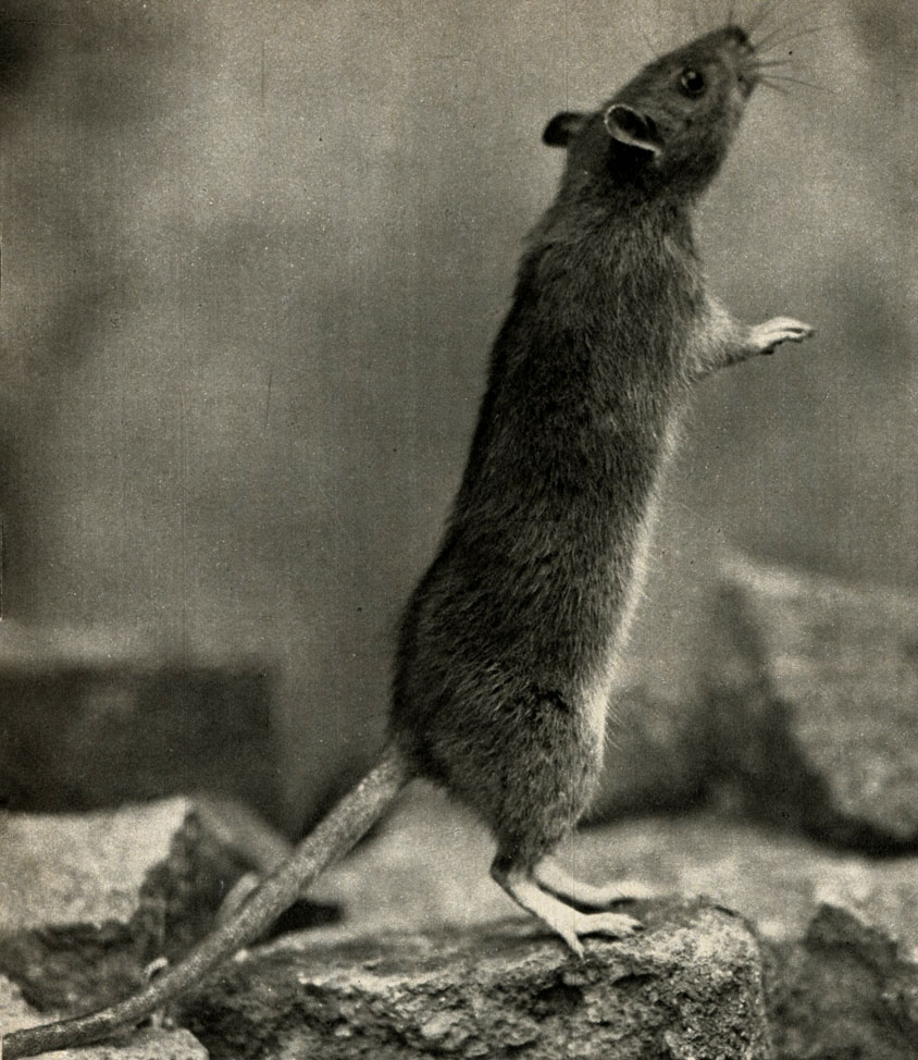  ,   (Rattus norvegicus)