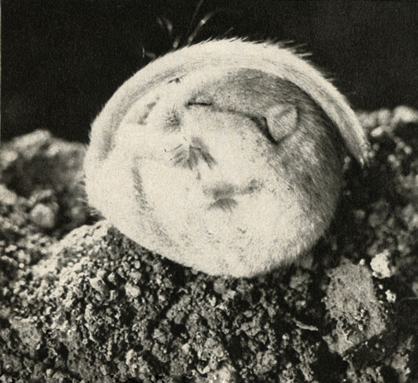 ,    (Muscardinus avellanarius)