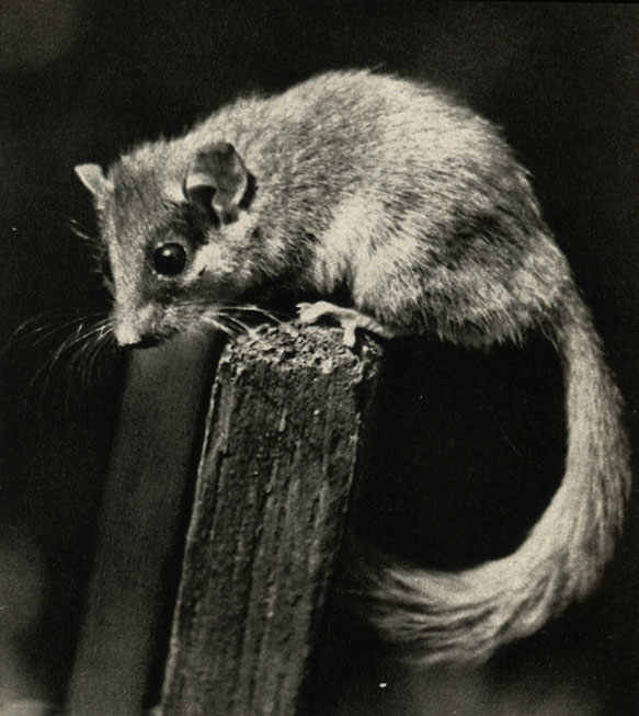   (Dryomys nitedula)
