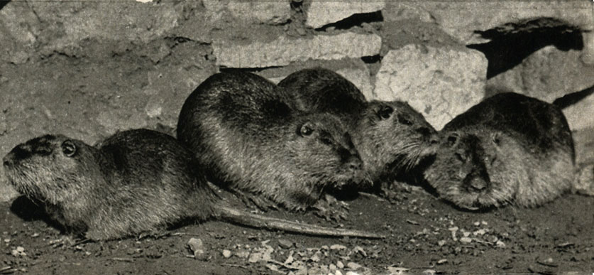 ,    (Myocastor coypus)