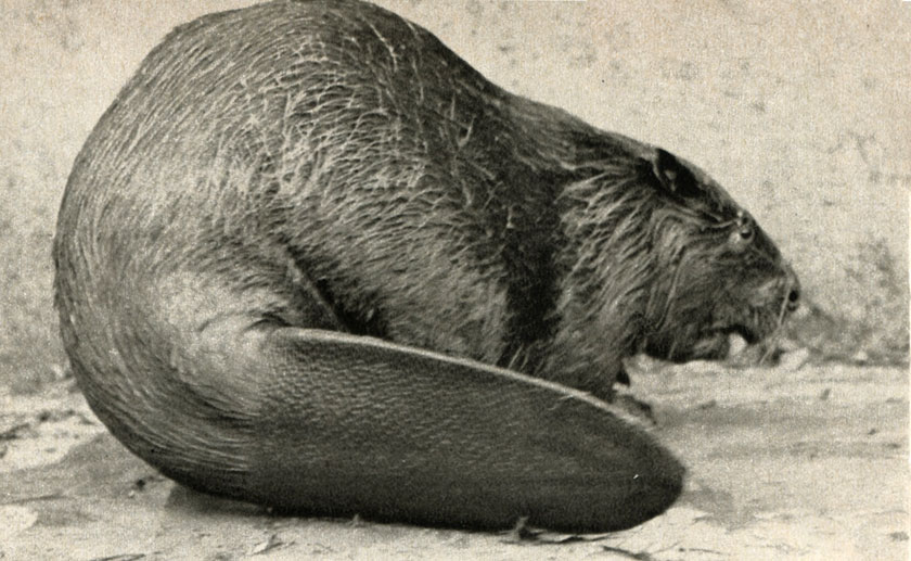   (Castor canadensis)