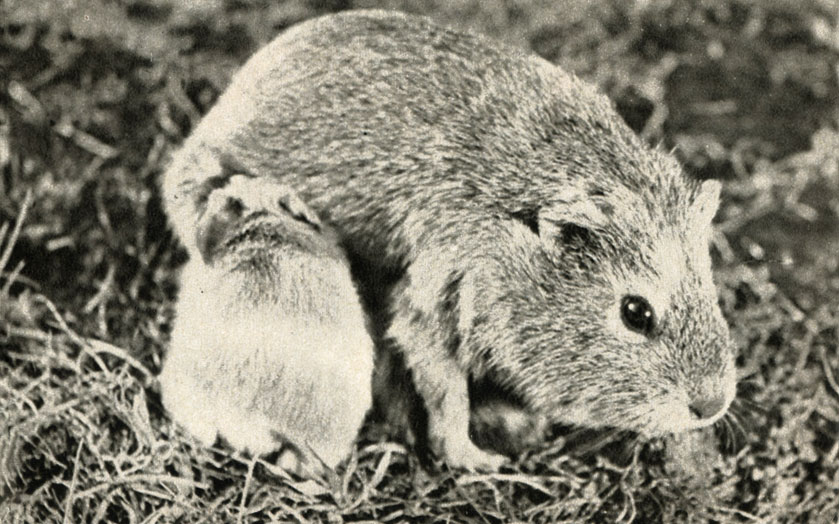    (Cavia cutleri)