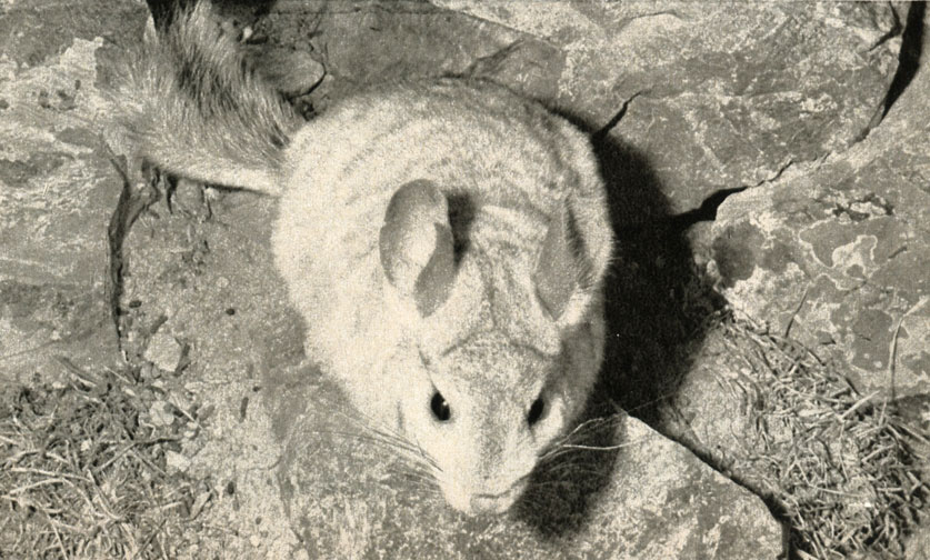  (Chinchilla laniger)