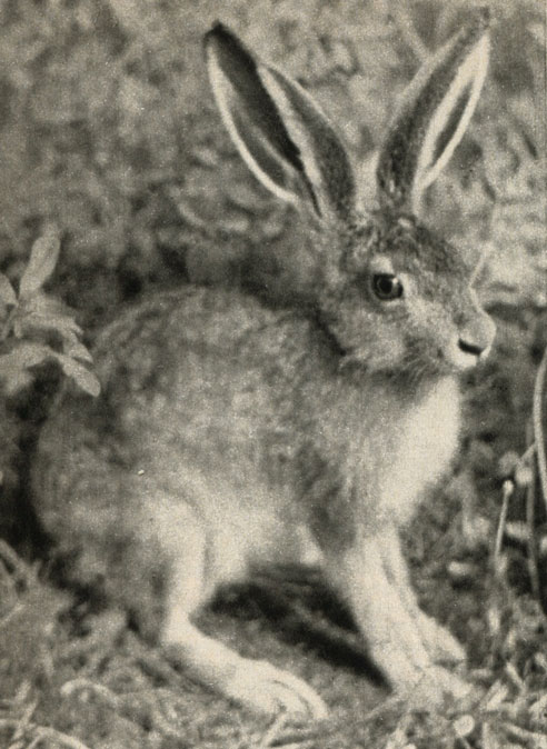 - (Lepus europaeus)